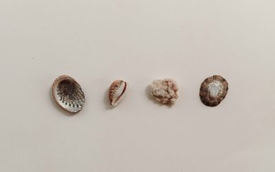 Prêt à changer ta coquille?